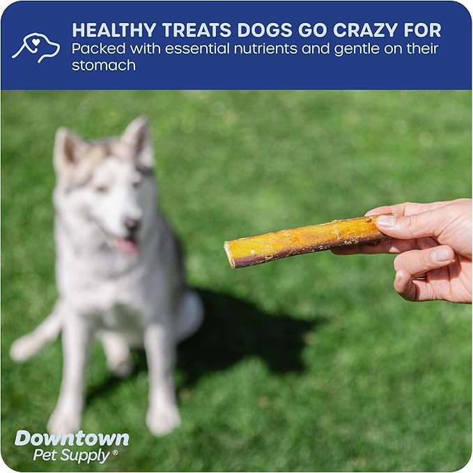 Downtown Pet Supply USA-Made 12", 8 Oz. Jumbo Bully Sticks for Large Dogs - Rawhide Free Dog Chews Long Lasting and Non-Splintering - Single Ingredient, Low Odor Bully Sticks for Medium Dogs