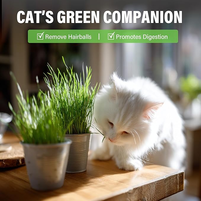 Cat Grass Treats, Natural & Health Cat Treats, Natural Hairball Relief & Teeth Cleaning Chews for Indoor Cats
