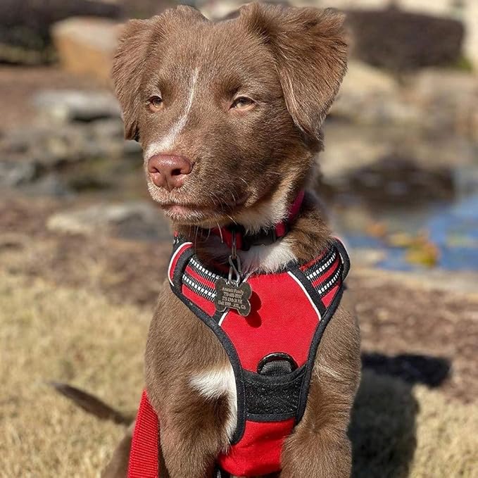 rabbitgoo Dog Harness No Pull with 2 Leash Clips, Adjustable Soft Padded, Reflective Oxford No Choke Pet Vest with Easy Control Handle for Small Dogs, Red, S