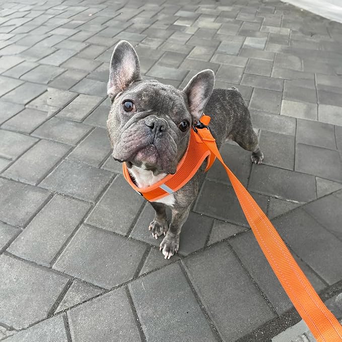 Best Pet Supplies Voyager Reflective Dog Leash or Collar with Neoprene Handle, for Small, Medium, and Large Breed Puppies, Cute and Heavy Duty for Walking, Running and Training - Orange (Leash), M