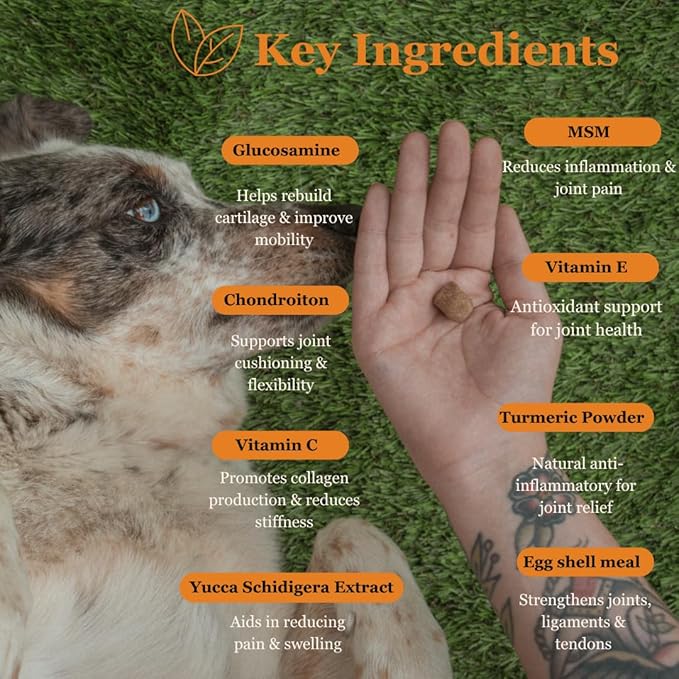 Hip & Joint Support for Dogs – Glucosamine, Chondroitin, MSM & Turmeric for Mobility, Flexibility & Joint Pain Relief – Daily Soft Chews for Senior & Active Dogs – 120 Count