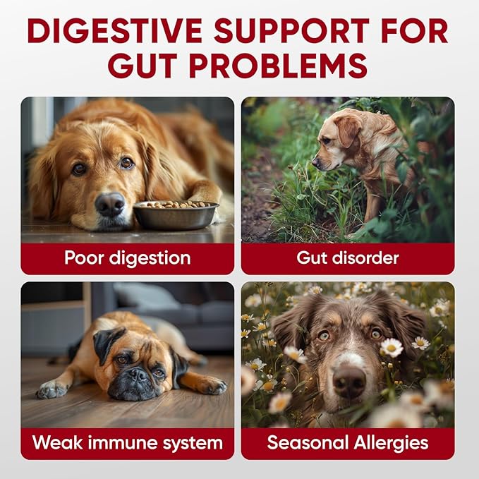 Chewable Probiotics for Dogs - Immune Support - Digestive Health - Probiotic Chews for Gut Health, Itchy Skin, Diarrhea - USA Product, Enzymes - Dog Digestive Support & Allergy Relief Chews