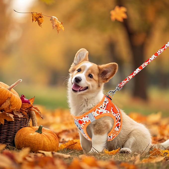 EXPAWLORER Thanksgiving Autumn Puppy Harness - Dog Collar and Leash - Soft Mesh Padded Adjustable Step in Small Dog Vest Harness No Pull, Reflective Escape Proof for Outdoor Walking, Orange S