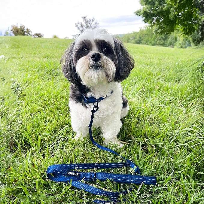 Best Pet Supplies Voyager Reflective Dog Leash or Collar with Neoprene Handle, for Small, Medium, and Large Breed Puppies, Cute and Heavy Duty for Walking, Running and Training - Royal Blue (Leash), M