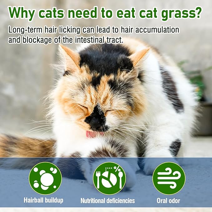 Freezed Drying Cat Grass Stick, Cat Grass Teething Sticks Snacks for Cats, Edible Dry Cats Treats for Teeth Cleaning and Hairball Removal, Made in USA