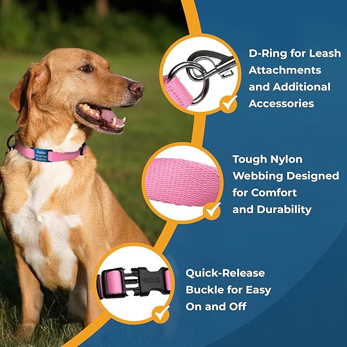 GoTags Personalized Dog Collar with Nameplate, Adjustable Dog Collar with Custom Engraved Slide On Pet ID Tag in Stainless Steel, Silent, No Noise Dog Tag for Large Medium and Small (Orange, Small)