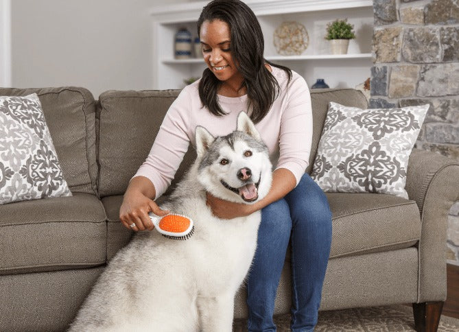 “A woman gently brushing her dog on a beige sofa in warm natural light, creating a calm daily pet care moment.”
