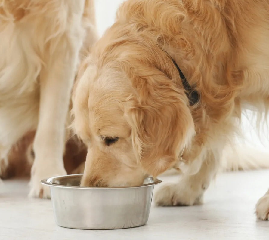 “A Golden Retriever eating calmly from a stainless-steel bowl placed on a non-slip feeding mat in a warm, tidy home environment.”