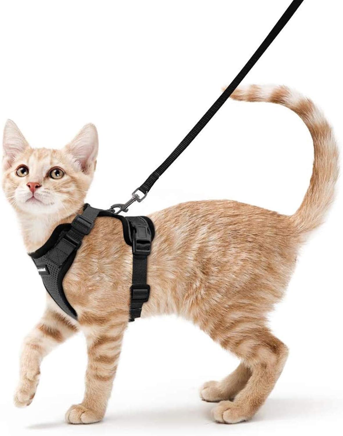 Cat Collars, Harnesses & Leashes