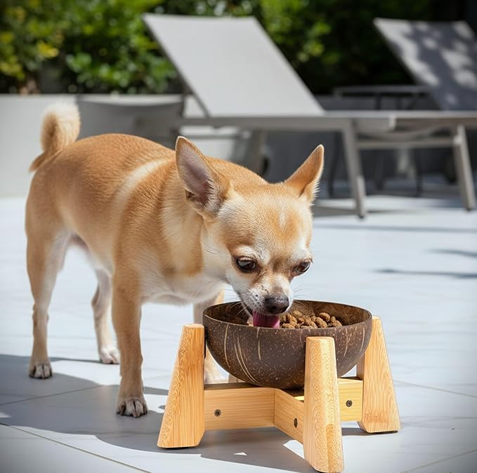 Dog Bowl for Cats and Small Dogs - All-Natural, Polished Coconut Shell Bowl with Wood Stand - Elevated/Raised 5-inch Total Height - Food-Contact Suitable