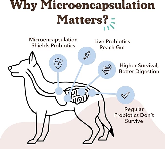 Natural Dog Company Gut Health & Canine Specific Probiotics Chews, 1 Daily Chew for All Dogs, Prebiotics & Digestive Enzymes for Digestion, Gas, Loose Stool, Immune System & Bowel Support