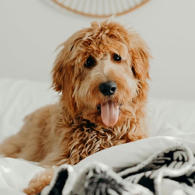 Petpost | Detangling Spray for Dogs with Knots, Mats & Tangles - Naturally Rejuvenating Dog Hair Detangler for Healthier, Shinier, Stronger Fur - Oatmeal, Aloe, and Vitamin E Formula 8 oz.