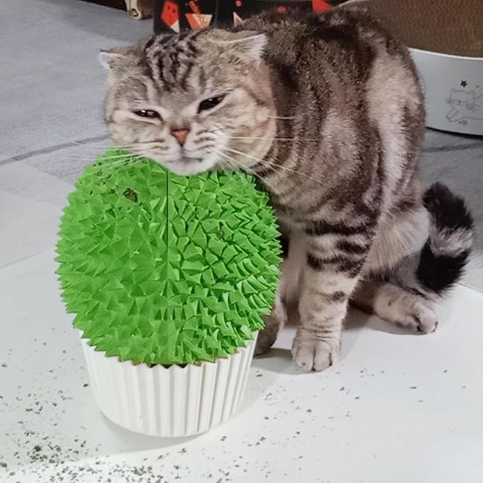 Miwoowim Catnip Feeder and Self Grooming Toys - Cat Face Scratcher, Wall Corner Massage Comb for Indoor Cats (yellow)
