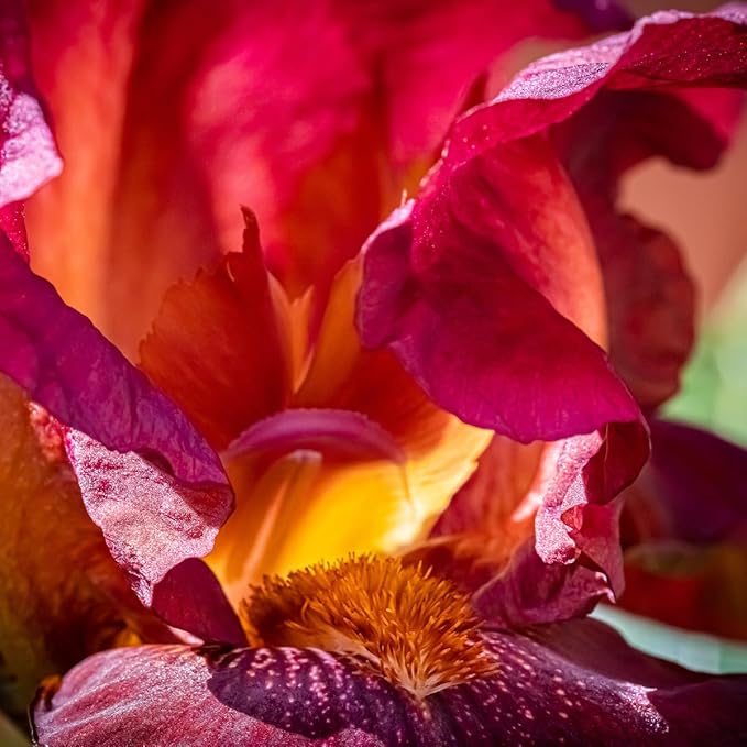 Aera Essential Oil Fragrance Diffuser + Moondance Scent Bundle for Large Rooms (500–1000 Sq Ft) Alexa Compatible + App Controlled Aromatherapy Waterless Diffuser – Hypoallergenic, Family & Pet Safe