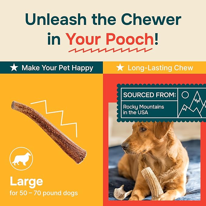 REXIPETS 100% Natural - Elk Antlers for Dogs - Naturally Shed in USA - Long Lasting Chews for Aggressive Chewers - Natural, Real Dog Antler Treats & Toys - Dog Chews - No Odor & No Mess - Large