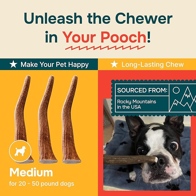 100% Natural - Elk Antlers for Dogs (3 Pack) - Chewers - Naturally Shed in USA - Dog Antler Chews for Medium Breeds - Natural, Long-Lasting Treats for Aggressive Chewers - No Odor & No Mess - Medium