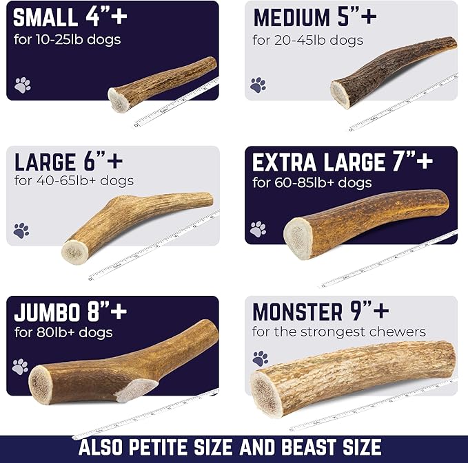 Devil Dog Pet Co. Elk Antlers for Dogs, Monster 9"+, 1 Pack, Grade A Long Lasting Chew for Aggressive Chewers, Premium USA Naturally Shed Antler – Healthy, No Odor, Durable Dog Chew
