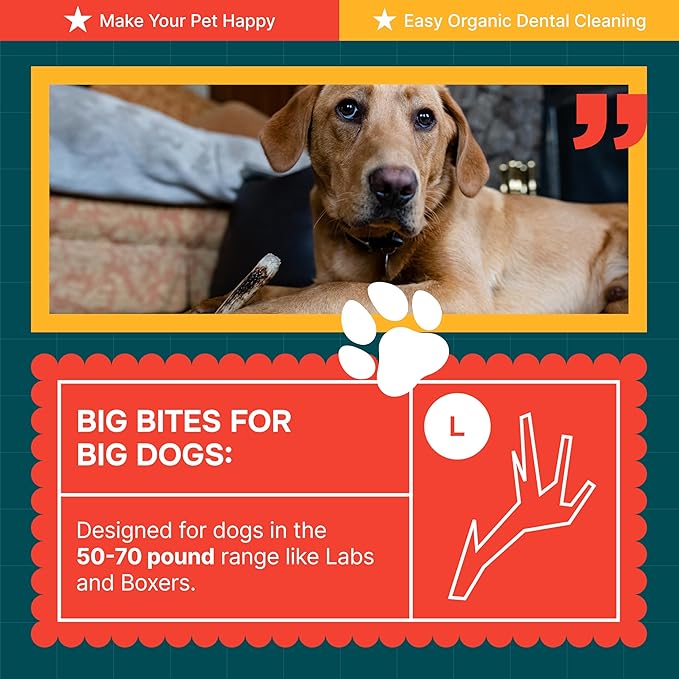 REXIPETS 100% Natural - Elk Antlers for Dogs - Naturally Shed in USA - Long Lasting Chews for Aggressive Chewers - Natural, Real Dog Antler Treats & Toys - Dog Chews - No Odor & No Mess - Large