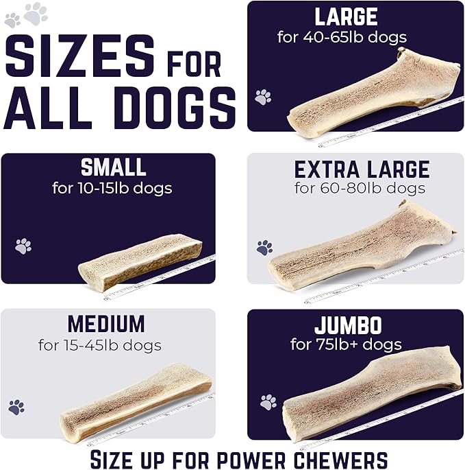 Devil Dog Pet Co. Split Elk Antlers for Dogs, Jumbo 8"+, 1 Pack, Grade A Long Lasting Chew for Aggressive Chewers, Premium USA Naturally Shed Antler – Healthy, No Odor, Durable Dog Chew