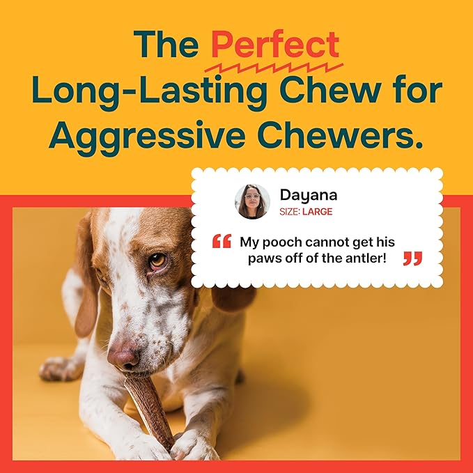 REXIPETS 100% Natural - Elk Antlers for Dogs - Naturally Shed in USA - Long Lasting Chews for Aggressive Chewers - Natural, Real Dog Antler Treats & Toys - Dog Chews - No Odor & No Mess - Large