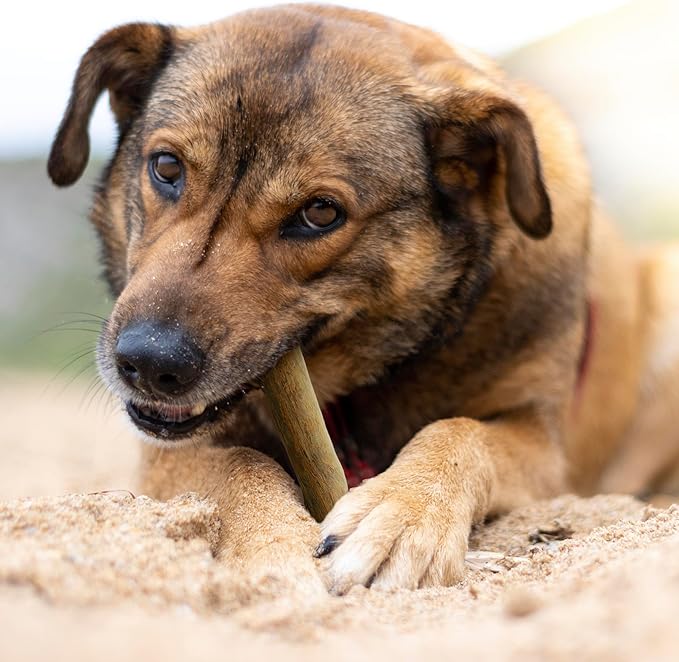 Wildfang® Coffee Wood Dog Chew, Large - Tough Chew Toys for Aggressive Chewers, Dog Teething Toys for Puppies, Training for Chewing Muscles, Coffee Tree Sticks for Large Dogs (55-99 lbs)