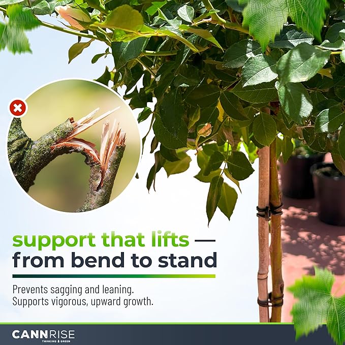 Anchor Bands for Trellising – 110-Pack 5 cm/1.96 in Rubber Vine Ties, UV-Protected Bands: Grapevines, Trees & Climbing Plants – Tool-Free Loop-and-Anchor Design for Install, Weatherproof
