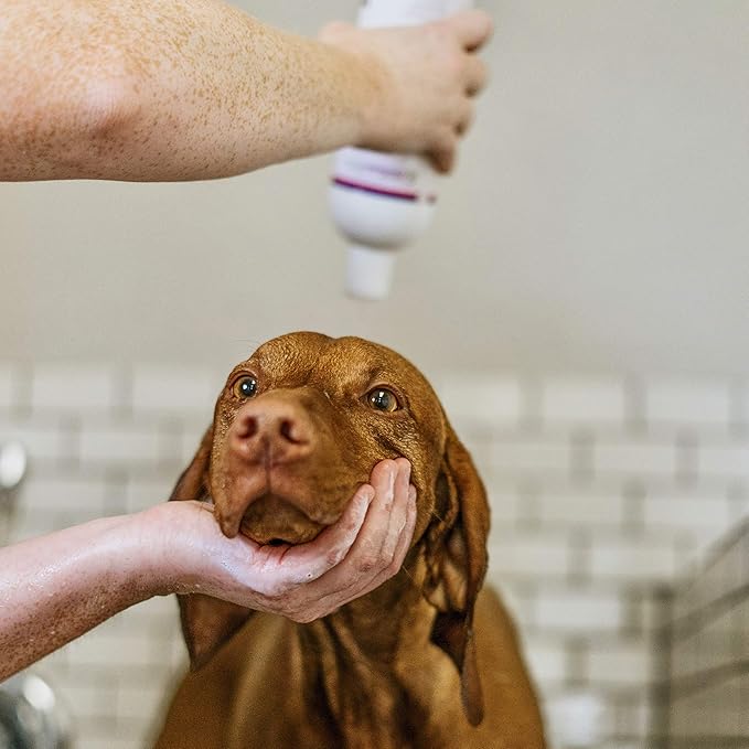 Cedarcide Cedarsuds Original Cedar Pet Shampoo (Quart) | Non-Toxic and Eco-Friendly | Cleans, and Moisturizes | Soft, Hydrating Coat for Pets | Removes Mats and Tangles