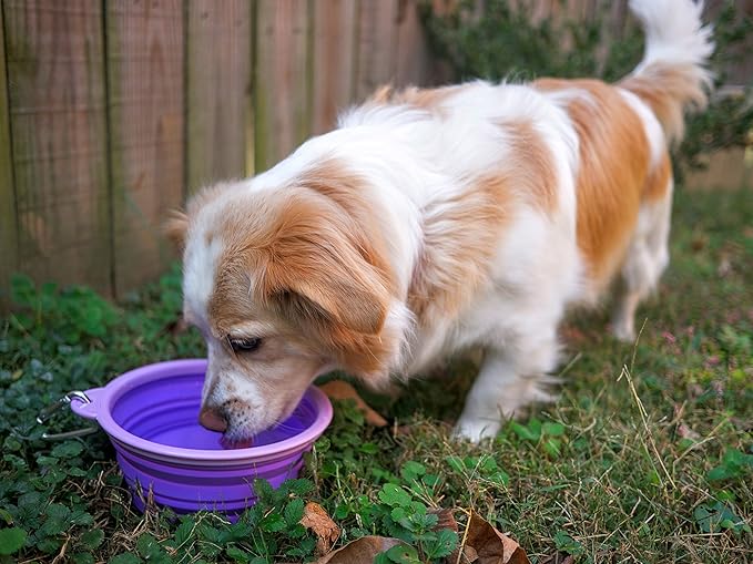 Prima Pet Collapsible Silicone Water Travel Bowl with Clip for Dog and Cat, Portable and Durable Pop-up Feeder for Convenient On-The-go Feeding – Size: Large (5 Cups) Purple