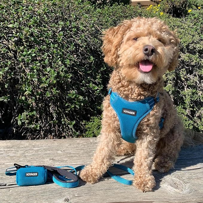 Best Pet Supplies Voyager Reflective Dog Leash or Collar with Neoprene Handle, for Small, Medium, and Large Breed Puppies, Cute and Heavy Duty for Walking, Running and Training - Turquoise (Leash), L