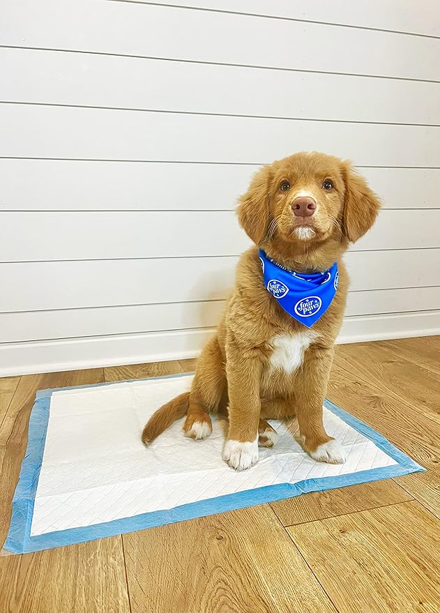 Four Paws Wee-Wee Odor Control with Febreze Freshness Pee Pads for Dogs & Puppies, Leak-Proof Dog Housebreaking Potty Training Floor Protection, Spring Fresh Scent, 22" x 23", 150 Count