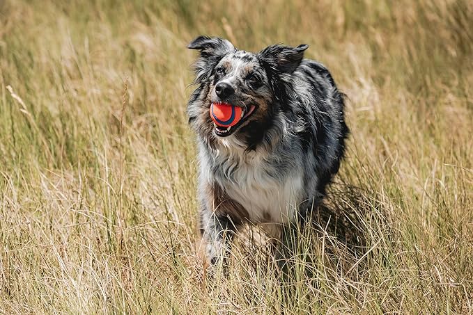 Chuckit! Ultra Ball Dog Toy - Medium Bouncy Fetch Balls for Dogs 20-60 lbs - Made from Durable Rubber - Floating Water Pet Toys - Size Medium - 2.5-inch Diameter - Pack of 12